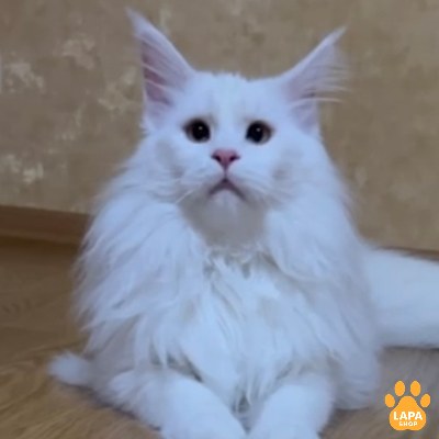 Мама